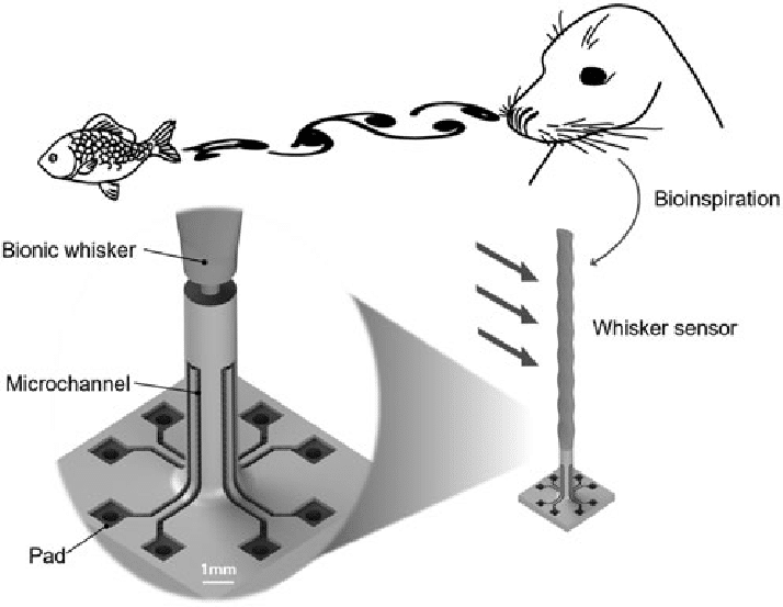 Seal-Inspired Sensors To Safeguard Offshore Wind Farms