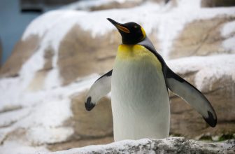 How to Scan for IP Addresses on Your Network with Linux