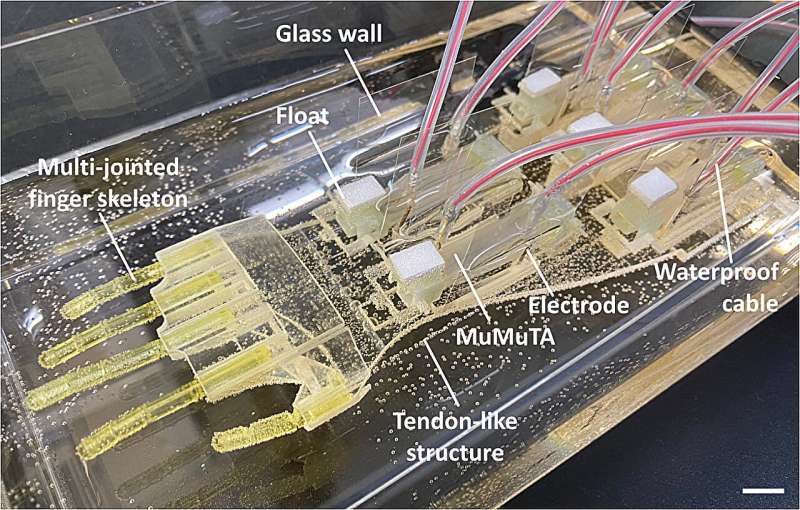 Biohybrid Hand Moves With Lab-Grown Muscles