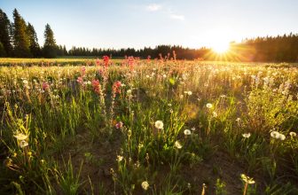 ‘AI Is Fundamentally Incompatible With Environmental Sustainability’